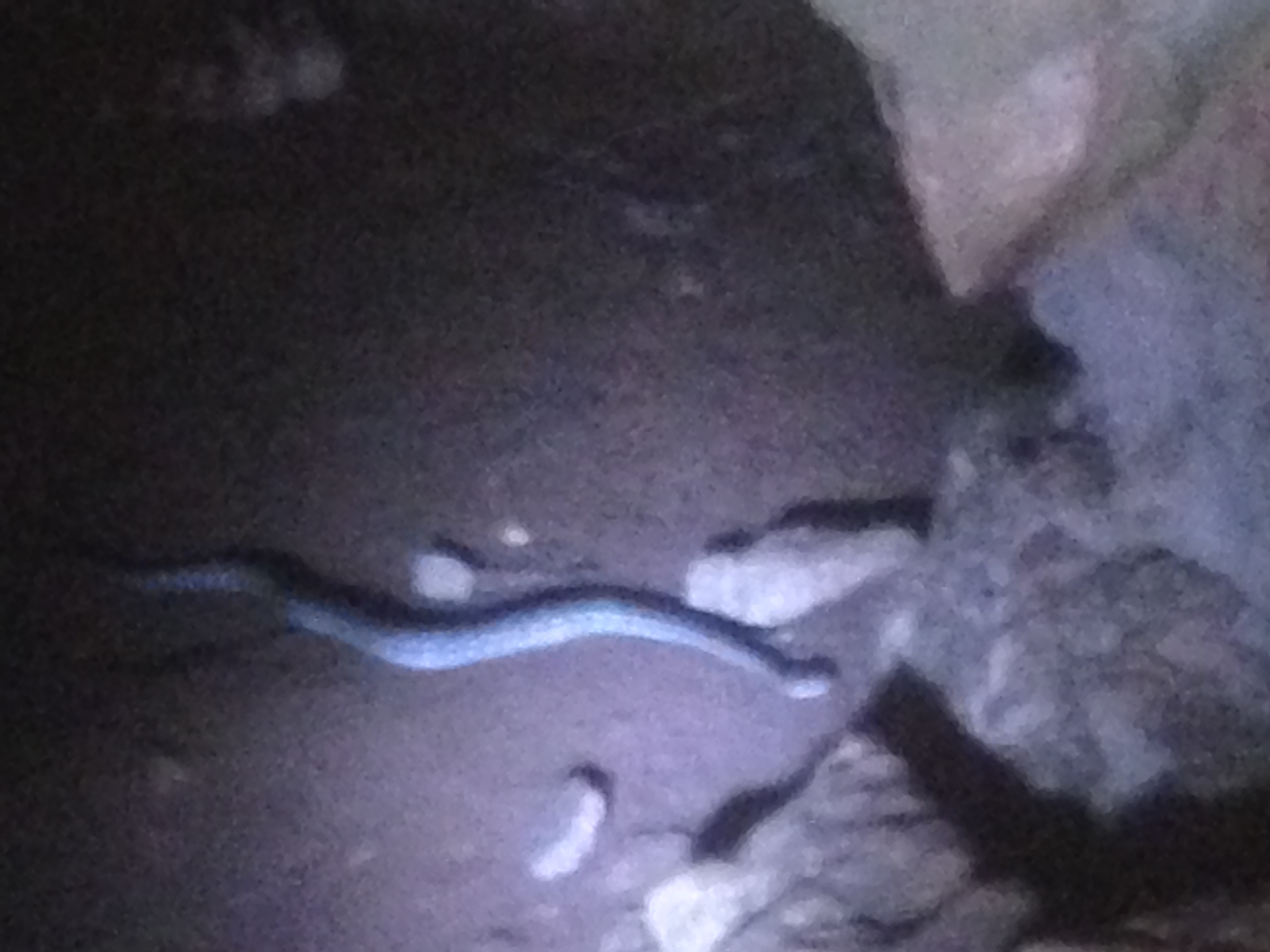 Cobra dentro da caverna